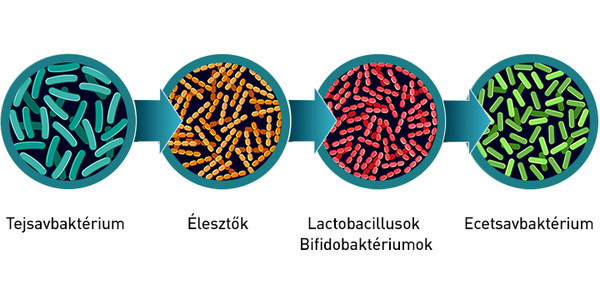 MULTI 55 - 4 lépéses fermentáció, biotranszformációs technológia