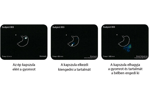 Saccharomyces boulardii képsorokkal összefoglalva a hatóanyagok felszabadulása