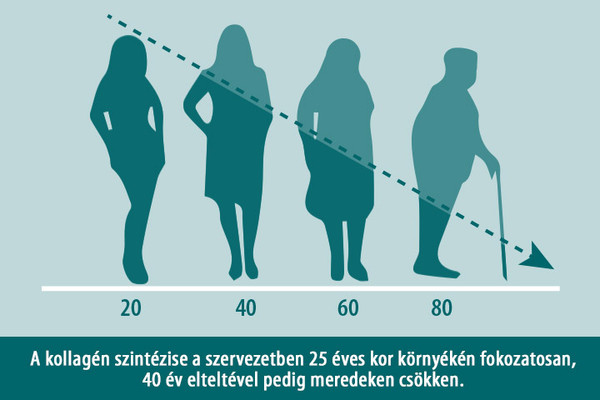 Az emberi szervezet minden évben veszít kollagén készletéből A szervezet kollagén tartalma csökken az életkor előrehaladtával!