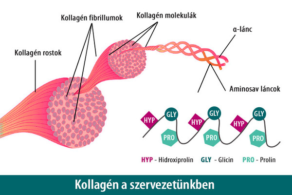 Mit érdemes tudni a kollagénről?