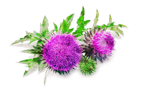 Natur Tanya® MÁRIATÖVIS MAX + KOLIN máj és epe egészség 
