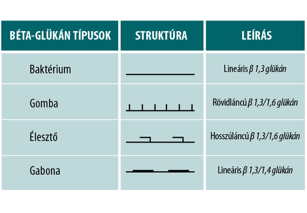 Néhány példa a béta-glükán típusokra!