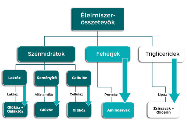 Érdekességek az emésztőenzimekkel kapcsolatban