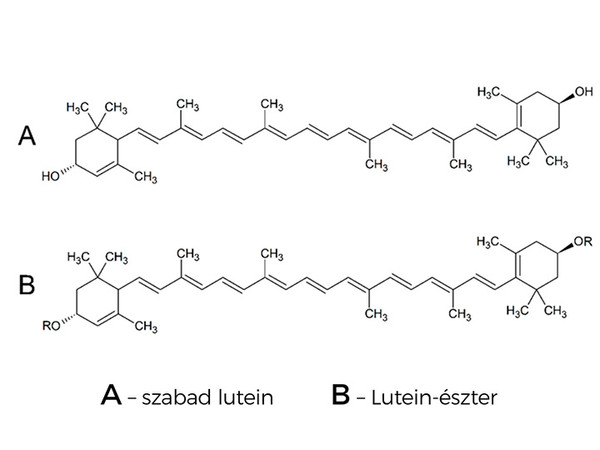 Szerkezetüket tekintve igen hasonló a két lutein forma