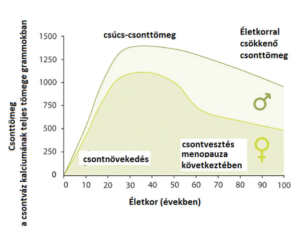 K2-vitamin a csontok egészségéért