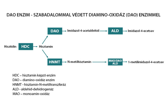 Mit érdemes tudni a DAO enzimről?
